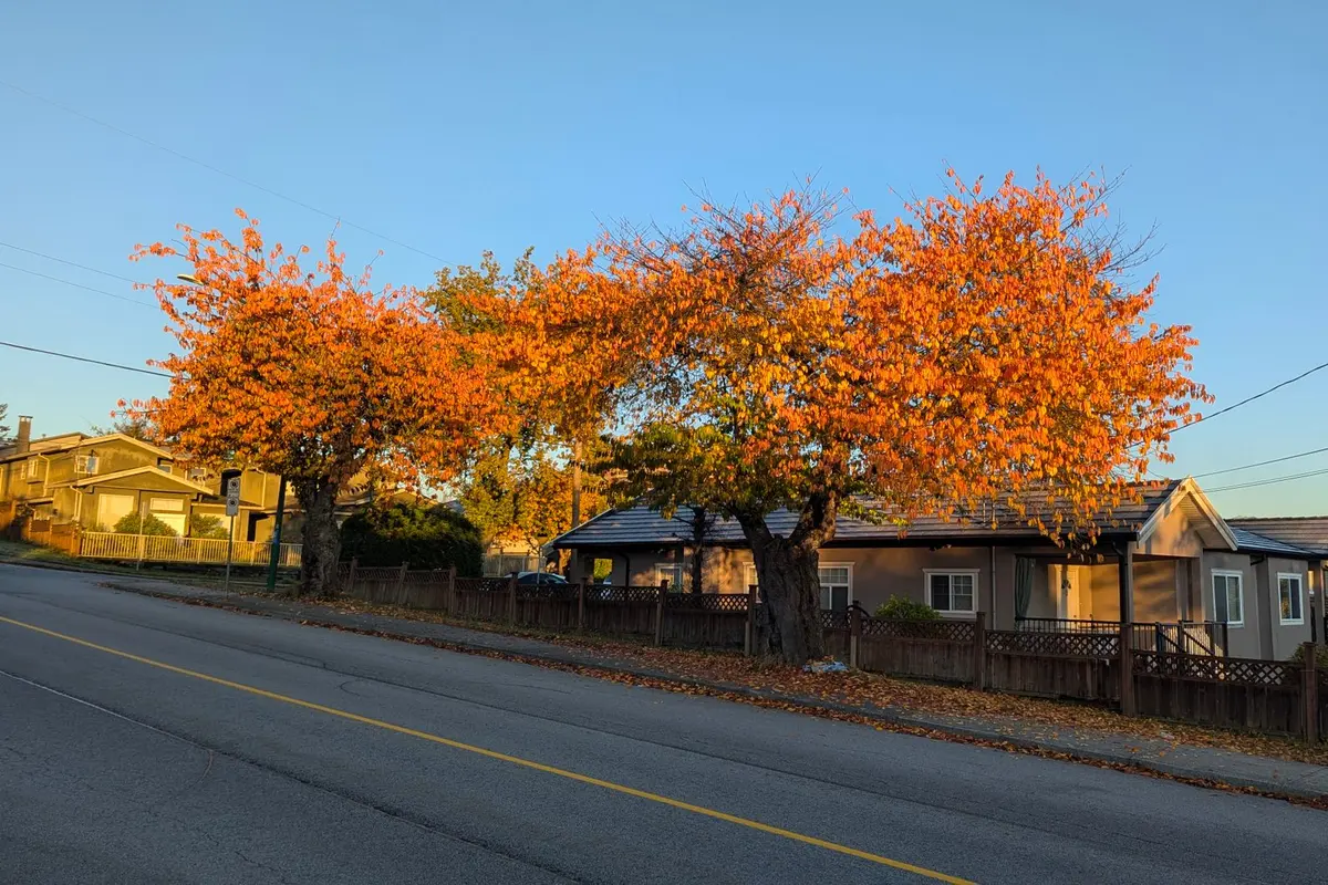 Residential street with autumn trees near Wyoming, Michigan